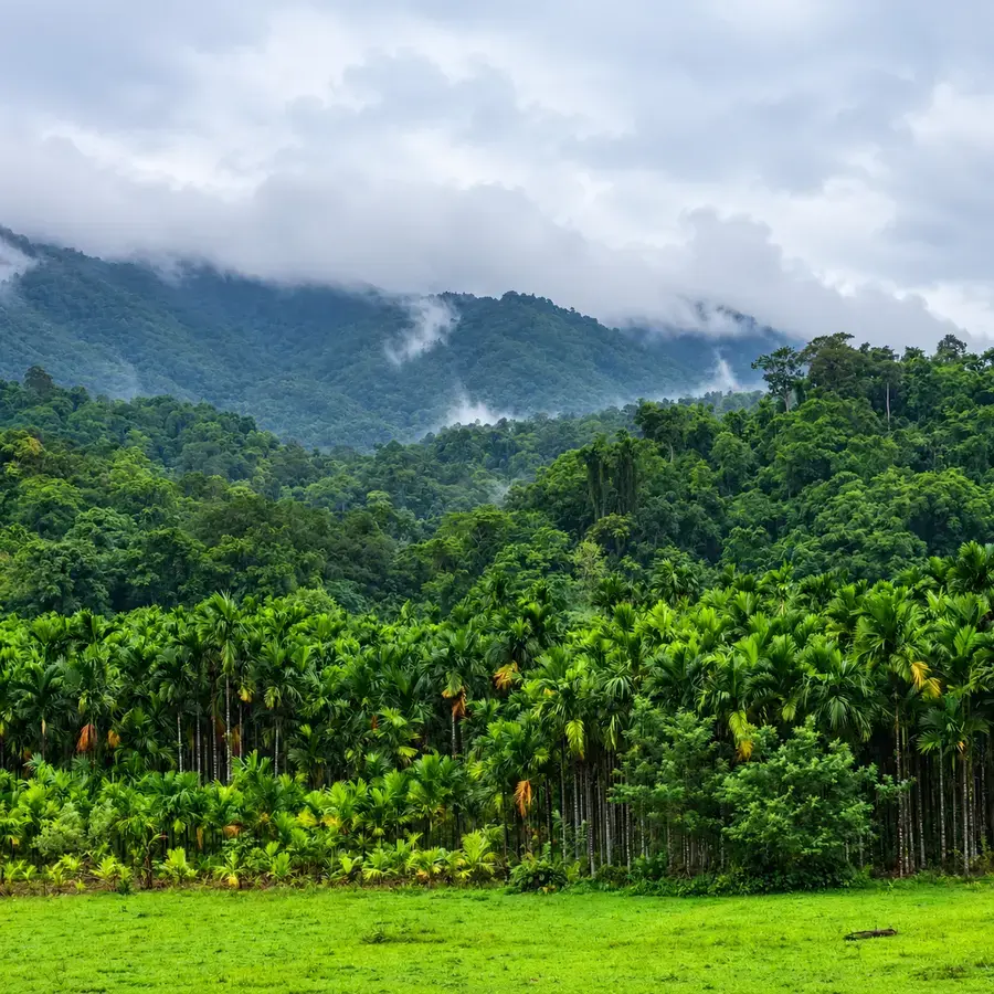 Misty hills over the areca palm plantations, Diglipur