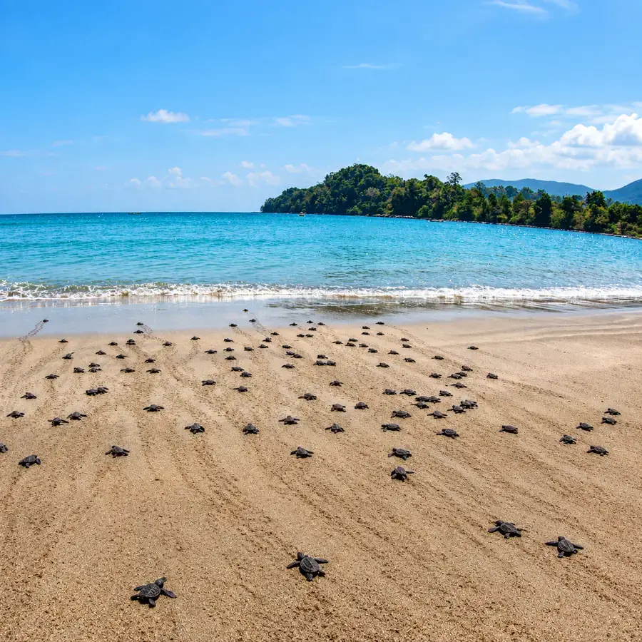 Turtle hatchlings making their way to the sea, Diglipur