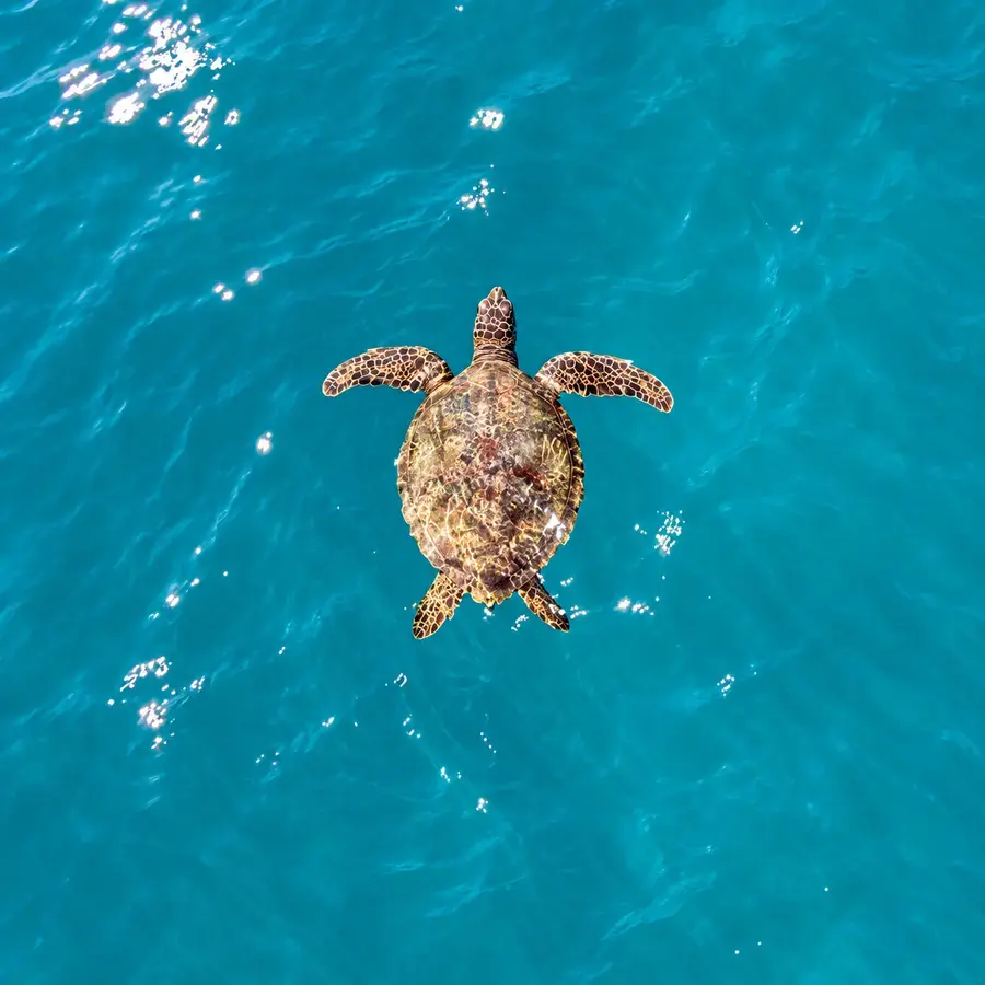 A sea turtle spotted from above, Little Andaman
