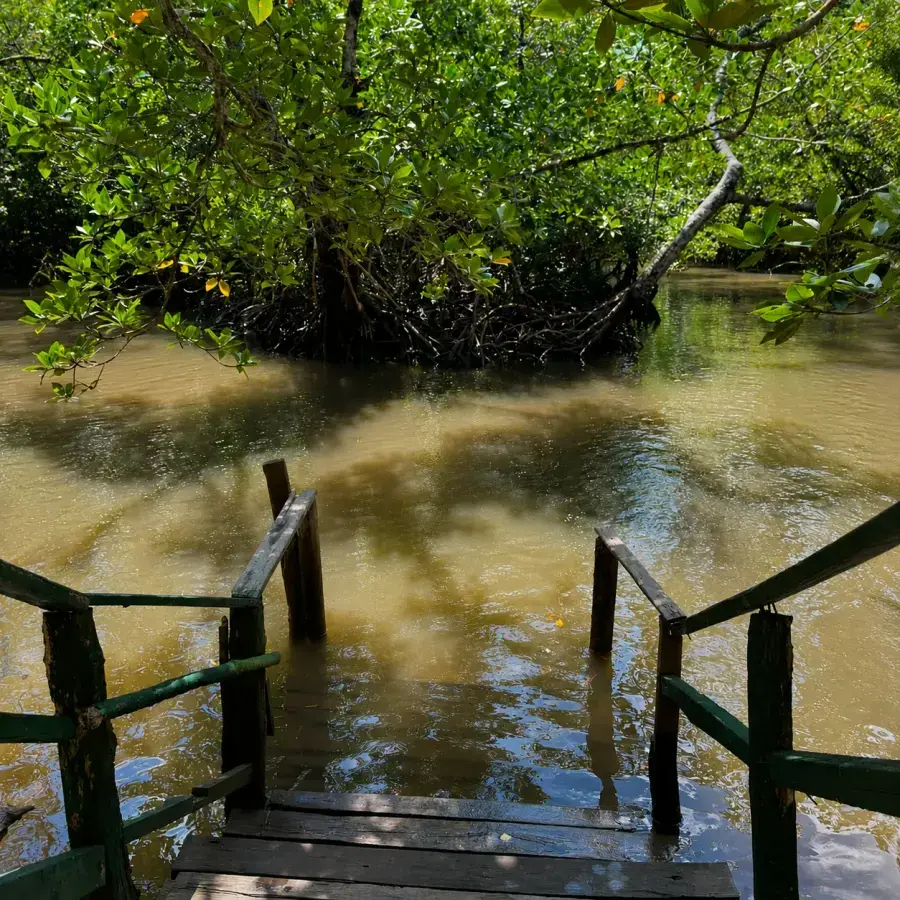 Boardwalk steps into the mangrove creek, Baratang